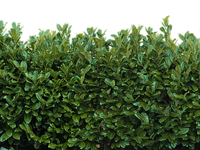 绿篱植物效果图 灌木