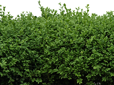 绿篱植物效果图 灌木