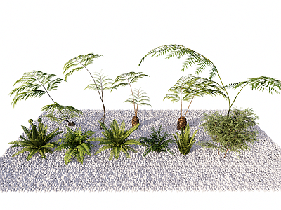 植物组合 蕨类植物组合