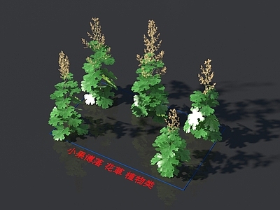 小果博落 植物类