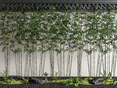 庭院竹子 景观竹 植物组合 屋檐