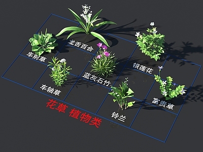 车轴草 铃兰 车前草 蓝灰石竹 富贵草 龙舌百合 银莲花 花草 植物类