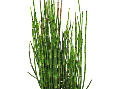 png免抠木贼 花