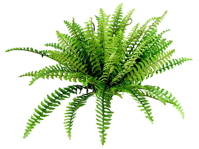 png免抠肾蕨 花