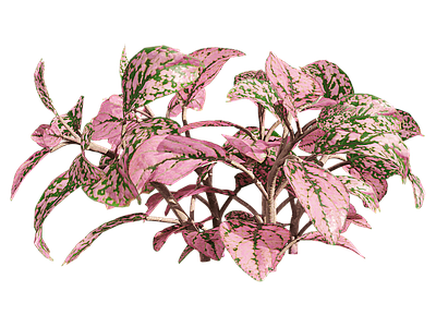 png免抠网纹草 花