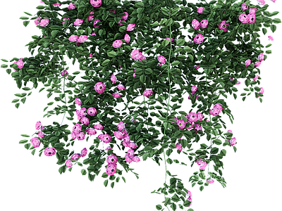 png免抠爬藤蔷薇 花