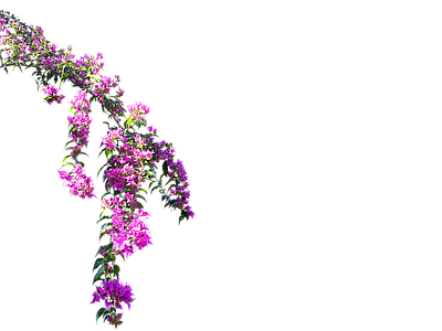 png免抠藤本三角梅&挂角植物 灌木