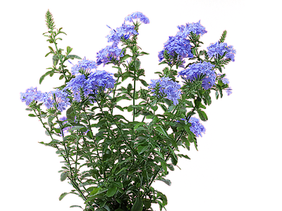 png免抠蓝雪花 灌木
