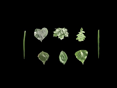 杨树橡树枫树菩提树细叶草杂草樱桃樱花树叶桦木真实