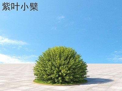 紫叶小檗 灌木 植物类