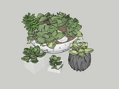 多肉植物