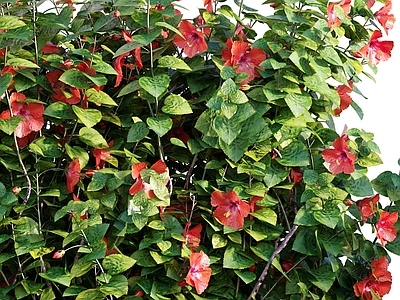 植物堆