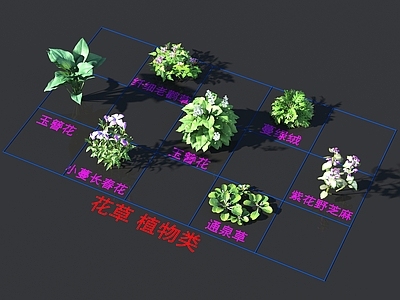通泉草 玉簪花 小蔓长春花 花草 植物类