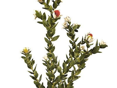 discolor现代小院花草18