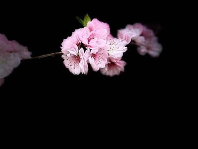 桃花 花朵