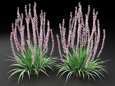 百合草皮 沿阶草属 麦冬 花叶沿阶草 花草 植物