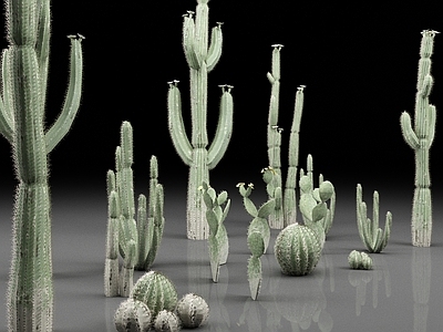 仙人掌 仙人球 植物 沙漠植物