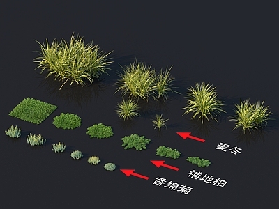 麦冬 铺地柏 香绵菊 花草系列