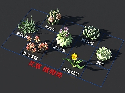 豹皮花 草玉露 翡翠珠 观音莲 黑爪 虹之玉锦 黄花照波 花草 植物类