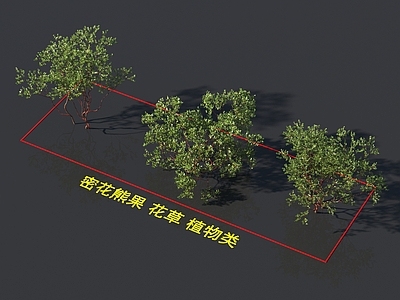 密花熊果 花草 植物类