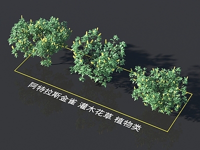阿特拉斯金雀 灌木 花草 植物类