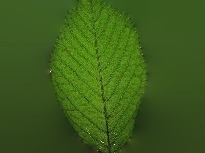 樱花樱桃树叶 灌木