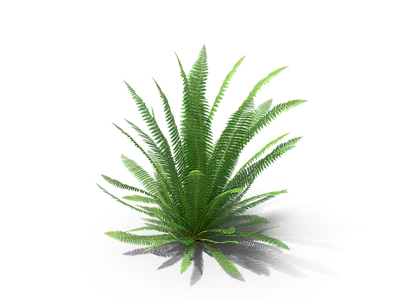 png免抠女王肾蕨 花