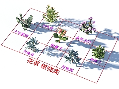 姬吹雪 金枝玉叶 十字星锦 月兔耳 花草 植物类