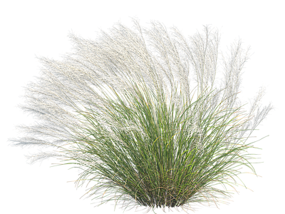 png免抠细叶针茅 花