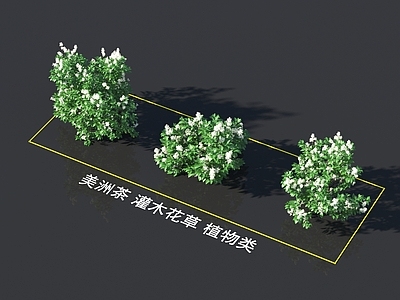 美洲茶 灌木花草 植物类