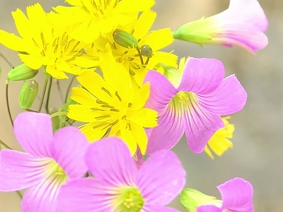 田间野花