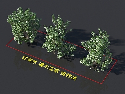 红瑞木 灌木花草 植物类
