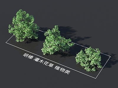 胡榛 灌木花草 植物类