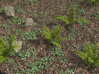 户外草地 野地