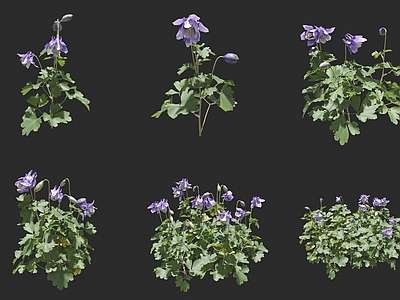 洋牡丹 扇形耧斗菜 花草 耧斗菜 蓝色花草 观赏花草