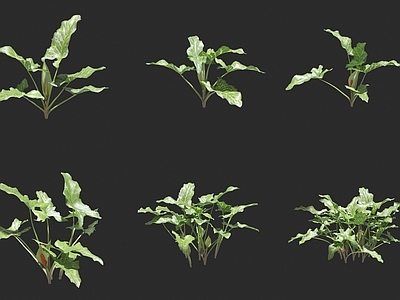 意大利南星 白鹤芋 疆南星 花草