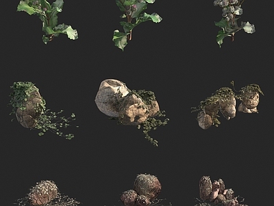 毛头牛蒡 朴蜂莲花 草本植物 野花野草 岩石 藤曼 爬藤