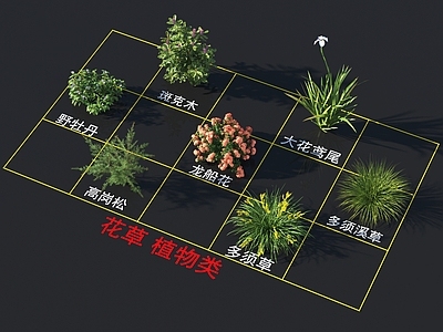 斑克木 大花鸢尾 野牡丹 多须草 多须溪草 高岗松 龙船花 花草 植物类