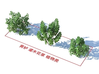 灌木