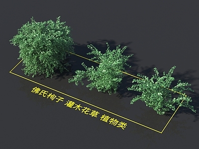 佛氏栒子 灌木花草 植物类