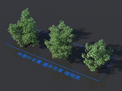 枸骨叶冬青 灌木花草 植物类