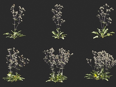 扁叶刺芹 仙鹤草 仙鹤蓝 花草 草本植物