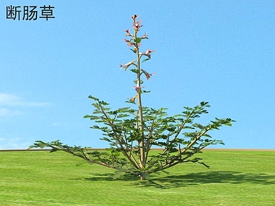 断肠草 花草 植物类