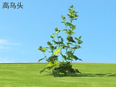 高乌头 花草 植物类