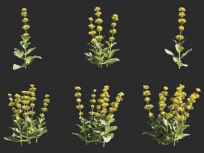 黄龙胆 欧龙胆 喇叭花龙胆 黄花大龙胆 苦根 野龙胆 花草