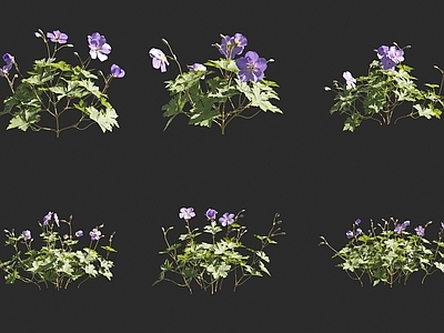 老鹳草 天竺葵 花草