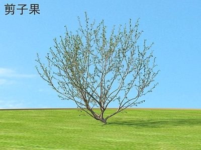 剪子果 灌木 植物类