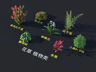 美花红千层 班克木 白千层 蜘蛛兰 朱蕉 花草 植物类