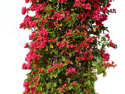 png免扣植物 三角梅花柱