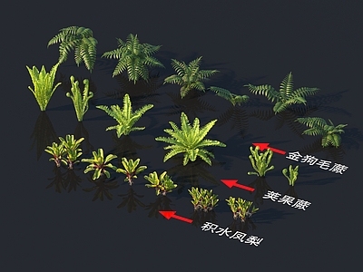 积水凤梨 荚果蕨 金狗毛蕨 花草系列